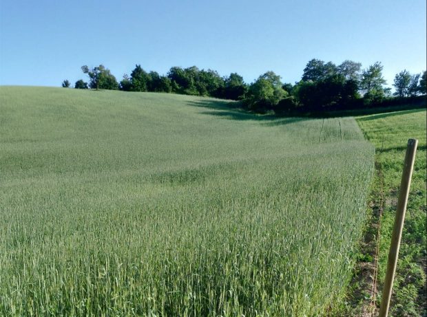 Marche, regione sempre più bio: superati i 98mila ettari, +26% di aziende negli ultimi due anni