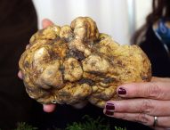 Acqualagna, domenica scatta la stagione del tartufo bianco