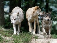 Attacchi dei lupi, strage infinita nei pascoli tra Serra e Frontone: “Rimborsi insufficienti”