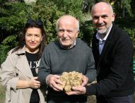 Maxi tartufo bianco da oltre un chilo: tra i più grandi ritrovati in Italia negli ultimi anni