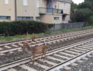Cervo lungo i binari, treni rallentati