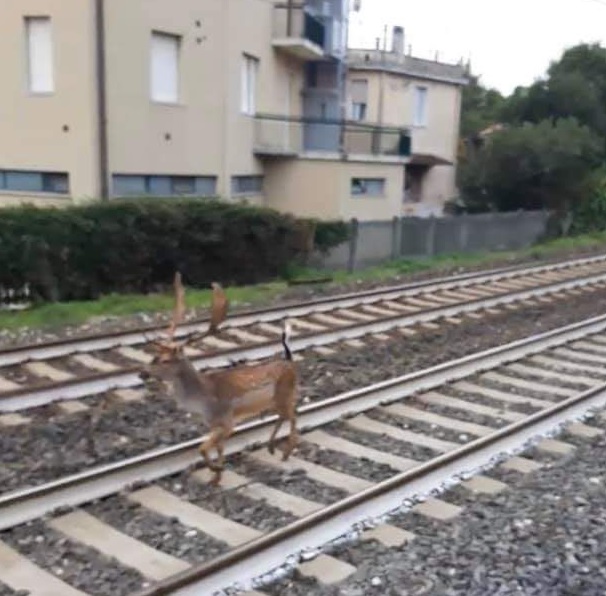 Cervo lungo i binari, treni rallentati
