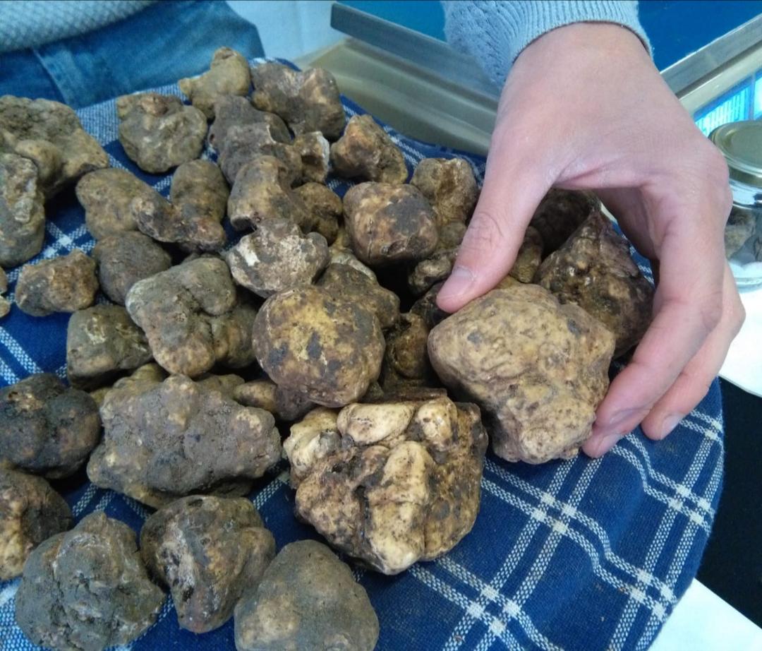 fiera prima domenica 2019-10