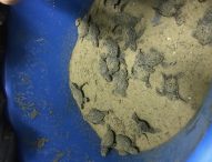 Baia Flaminia, sono nate le tartarughine