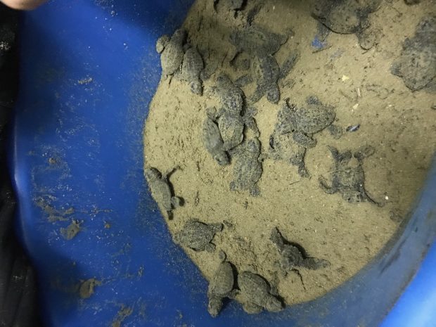 Baia Flaminia, sono nate le tartarughine