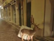 Un daino per le vie del centro di Pesaro