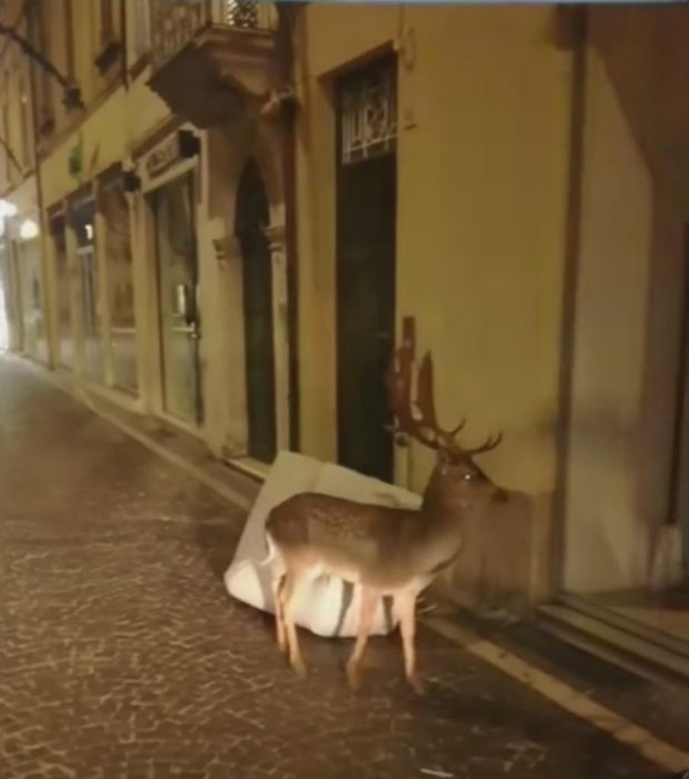 Un daino per le vie del centro di Pesaro