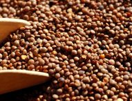 Boom di legumi: Marche ai vertici per lenticchia e ceci ma occhio al falso Made in Italy