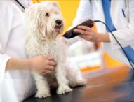 Marche, tutte le novità riguardo toelettatori, attività artigianali, spostamenti con motocicli, manutenzione camper