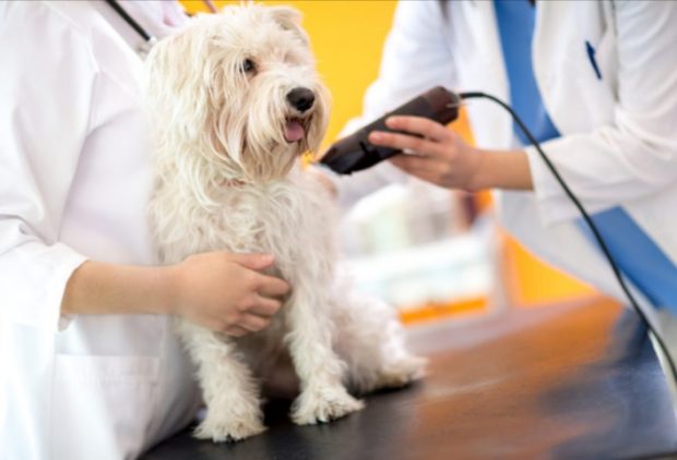 Marche, tutte le novità riguardo toelettatori, attività artigianali, spostamenti con motocicli, manutenzione camper