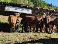 Cavallo del Catria, l’Azienda Speciale investe per la salvaguardia della razza equina