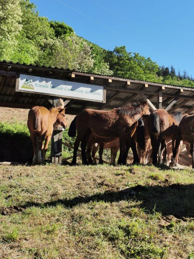 Cavallo del Catria, l’Azienda Speciale investe per la salvaguardia della razza equina