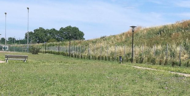 Fano inaugura il 2025 con un progetto di forestazione a Monteschiantello