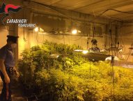 Scoperto capannone trasformato in piantagione di cannabis, arrestato 25enne