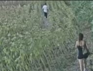 3 etti di cocaina interrata tra i girasoli: arrestata dai carabinieri coppia di spacciatori