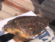 A Fano recuperata tartaruga in difficoltà. E’ stata chiamata Lajò