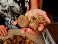 A Sant’Angelo in Vado la 57esima Mostra Nazionale del Tartufo Bianco Pregiato delle Marche