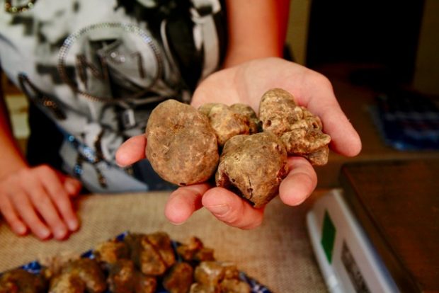 A Sant’Angelo in Vado la 57esima Mostra Nazionale del Tartufo Bianco Pregiato delle Marche