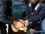 Liberata in mare la tartaruga Lajò, salvata dalla guardia costiera di Fano a settembre
