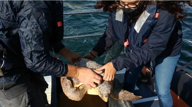 Liberata in mare la tartaruga Lajò, salvata dalla guardia costiera di Fano a settembre