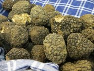 Marche, sì a cerca e raccolta del tartufo anche al di fuori del proprio Comune di residenza