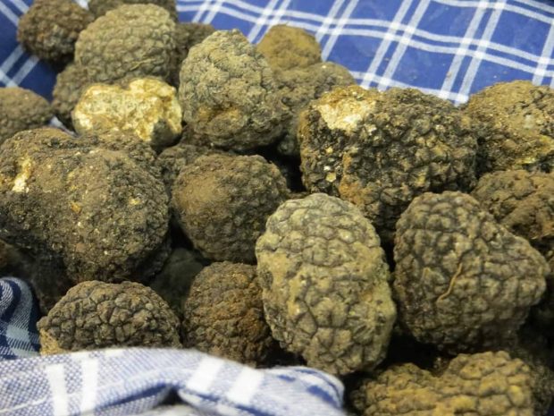 Marche, sì a cerca e raccolta del tartufo anche al di fuori del proprio Comune di residenza