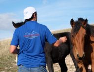 Il Cavallo del Catria tra i protagonisti della puntata di Linea Verde Life