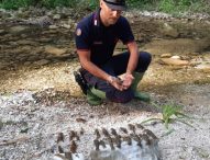 Moria di gamberi lungo il fiume Cesano, intervento dei Carabinieri Forestali a Serra Sant’Abbondio