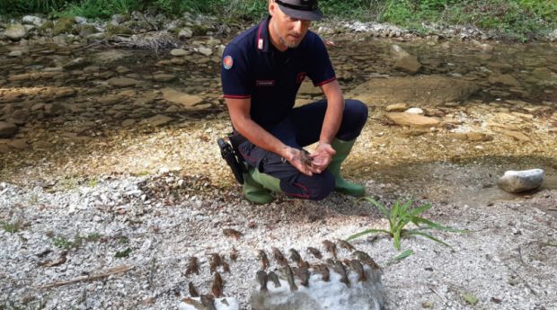 Moria di gamberi lungo il fiume Cesano, intervento dei Carabinieri Forestali a Serra Sant’Abbondio