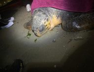 Salvata tartaruga marina di grandi dimensioni. E’ stata chiamata Flaminia