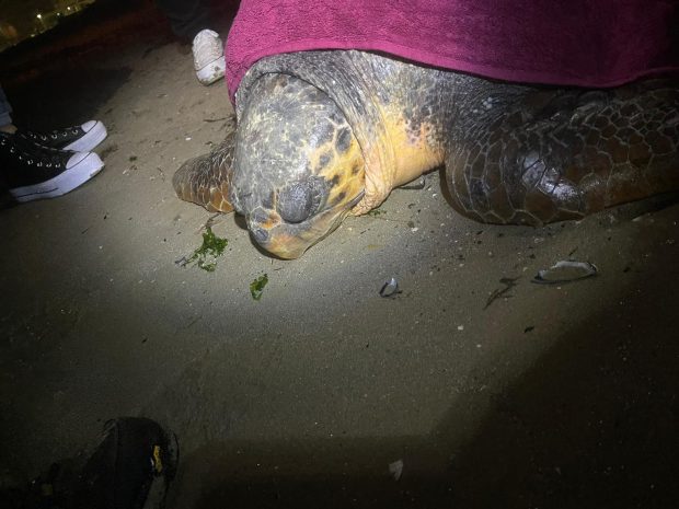 Salvata tartaruga marina di grandi dimensioni. E’ stata chiamata Flaminia