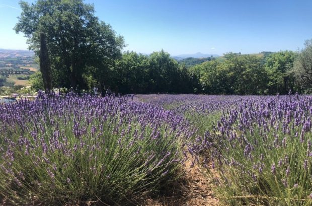 “Lavanda in fiore a Mombaroccio”, si replica sabato 3 e domenica 4 luglio