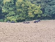 Coldiretti Marche, cinghiali sempre più numerosi: un flagello per le semine autunnali