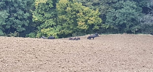 Coldiretti Marche, cinghiali sempre più numerosi: un flagello per le semine autunnali