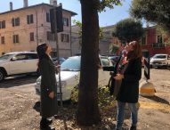Piazza Marcolini, Giunta Fano affida uno studio per salvaguardare il verde