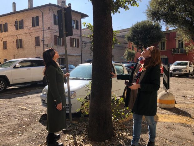 Piazza Marcolini, Giunta Fano affida uno studio per salvaguardare il verde
