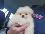 Fano, sequestro sanitario per due cuccioli