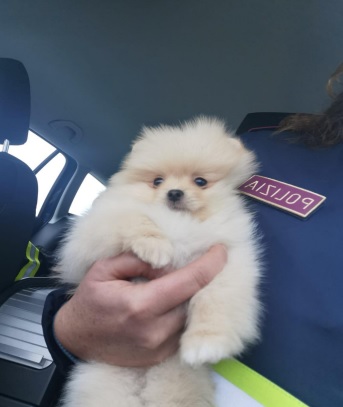 Fano, sequestro sanitario per due cuccioli