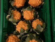 Scoperta e migliorata nelle Marche una varietà unica al mondo di Cavolfiore romanesco arancione