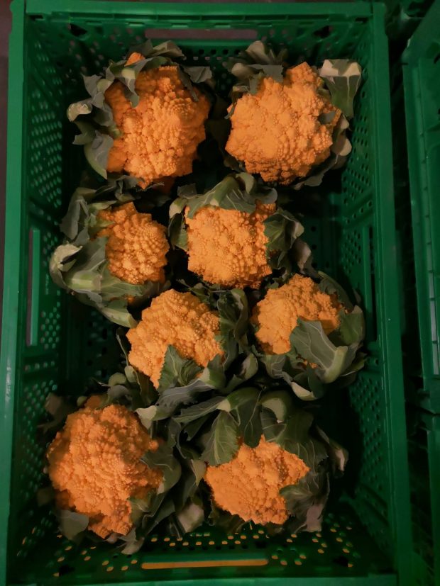 Scoperta e migliorata nelle Marche una varietà unica al mondo di Cavolfiore romanesco arancione