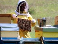 20 maggio, Giornata mondiale delle api. L’appello dei presidenti dei Consorzi apistici delle Marche
