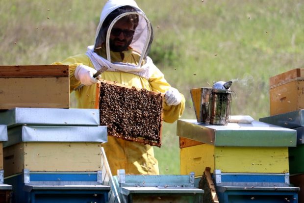 20 maggio, Giornata mondiale delle api. L’appello dei presidenti dei Consorzi apistici delle Marche