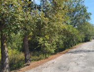 Udc Fano: Tratta ferroviaria Fano-Urbino venga pulita e curata