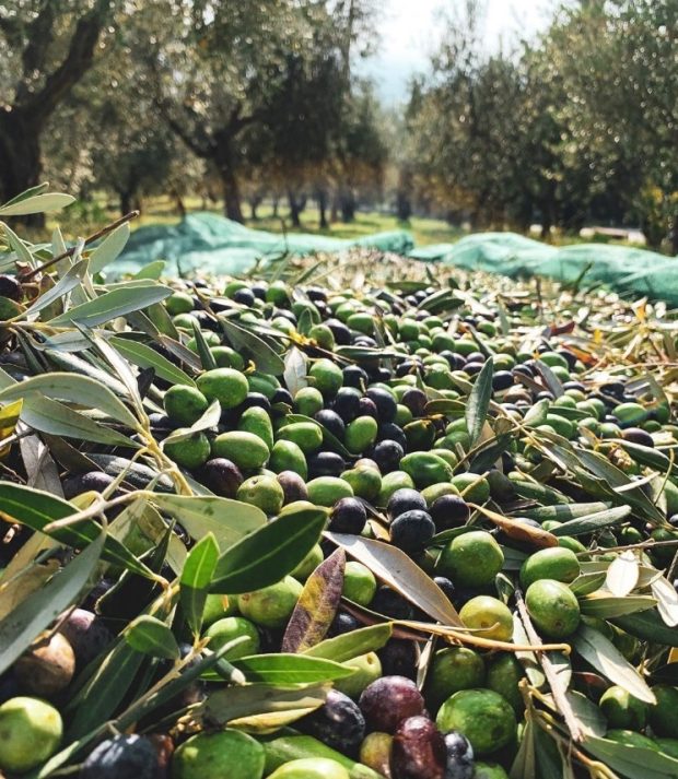 Coldiretti Marche: “Necessaria una legge anche per l’olio turismo”