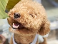 Alimentazione del barboncino: guida e consigli utili