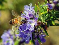 Giornata mondiale delle api, gli apicoltori delle Marche insieme per un appello sostenibile