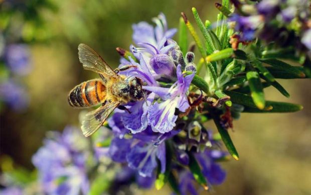 Giornata mondiale delle api, gli apicoltori delle Marche insieme per un appello sostenibile