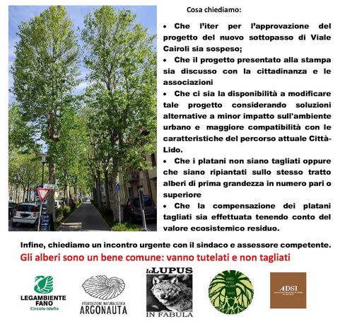 Alberi in viale Cairoli a Fano, sabato il sit-in. Le associazioni: “Di fronte a un progetto sbagliato non si può tacere”