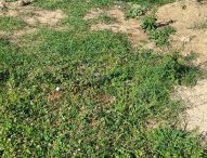 Cimitero di Rosciano, Fratelli d’Italia Fano: Erba alta e incuria