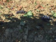 Coldiretti Marche, vendemmia 2023: poco vino ma di ottima qualità
